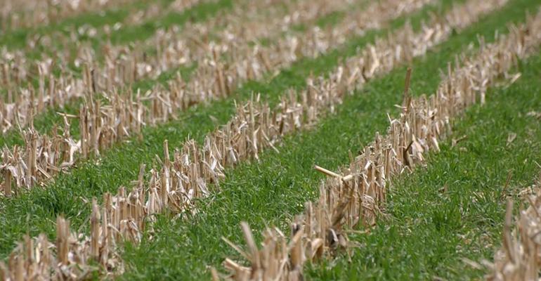 Cover Crops:  Some Resources