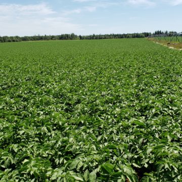 Agronomy Update – July 28th