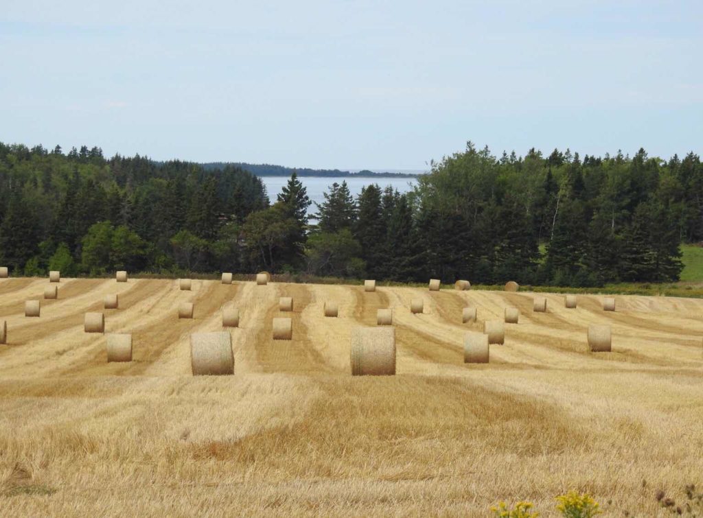 Agronomy Update August 18th PEI Potato Agronomy