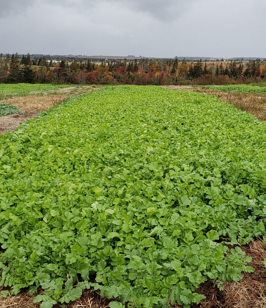 Agronomy Update – October 27