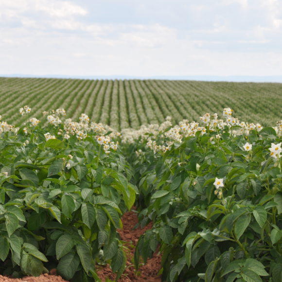 Agronomy Update – July 20
