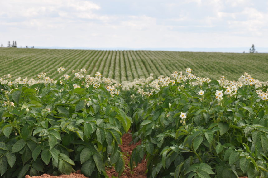 Agronomy Update – July 20
